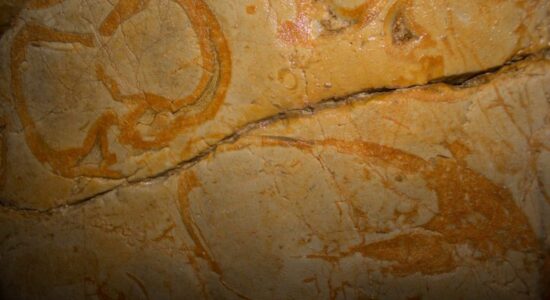 caving-bovec-fossil-shells